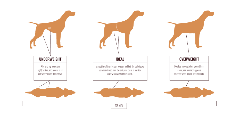 Everything Dog | Raw Dog Food Guide